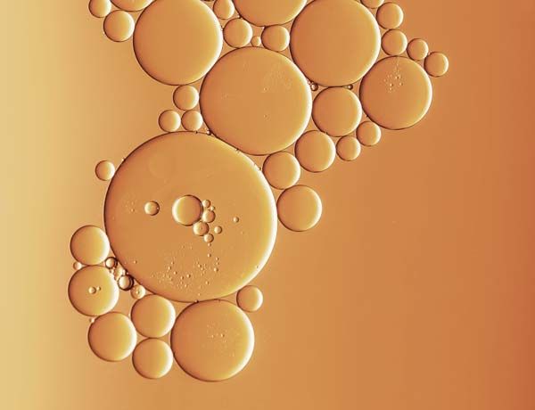 Ferulic Acid
